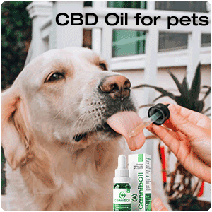 CBD for pets